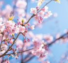 彩桜陵風景03