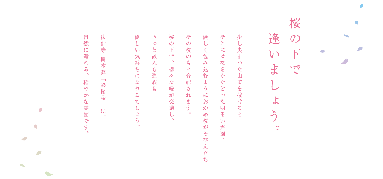 桜の下で逢いましょう。